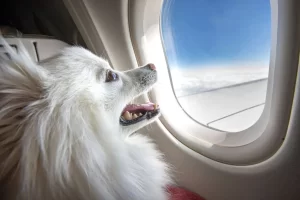 Passagem Aérea para Pet documentação