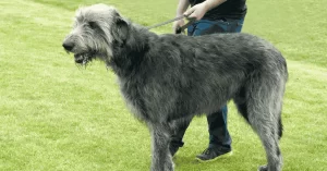 Irish Wolfhound: o gigante gentil da Irlanda
