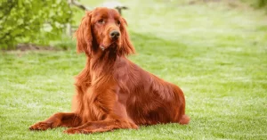 Irish Setter: o elegante caçador de pelagem vermelha