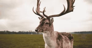 Fauna e flora no Phoenix Park