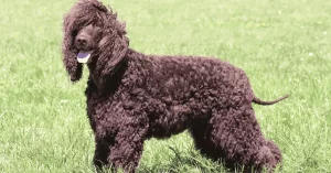 Cão D'Água Irlandês: cães de raça da Irlanda