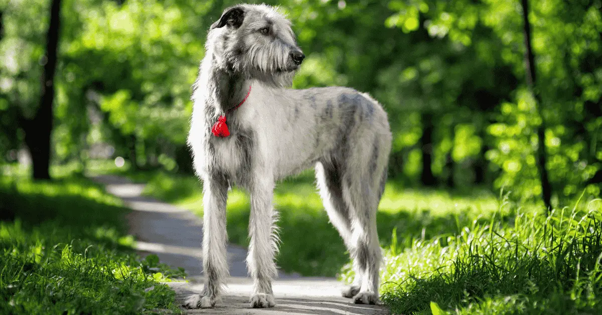 Cães de raça da Irlanda