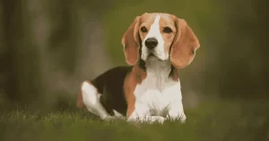 Kerry Beagle: o inteligente caçador irlandês