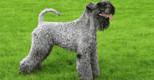 Kerry Blue Terrier: cães de raça da Irlanda