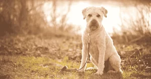 Soft-Coated Wheaten Terrier: cães de raça da Irlanda