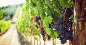 Principais regiões vinícolas da Itália